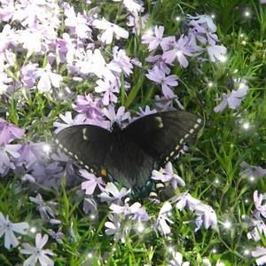 Meet your Posher, Penny